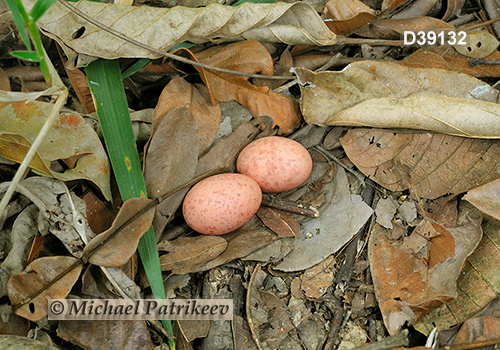 Common Pauraque (Nyctidromus albicollis)